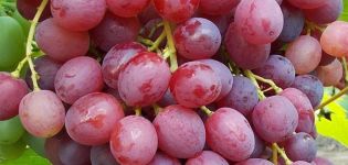 Opis i karakteristike sorte vinove loze Veles, povijest stvaranja te prednosti i nedostatke