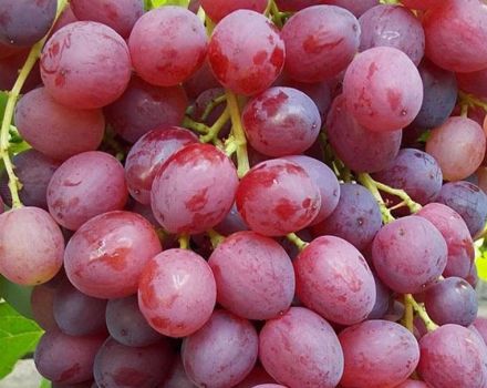 Opis i karakteristike sorte grožđa Veles, povijest stvaranja te prednosti i nedostatke