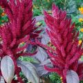 35 soorten en variëteiten van amarant met een beschrijving, aanplant en verzorging in het open veld