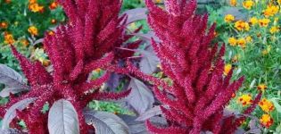 35 types and varieties of amaranth with a description, planting and care in the open field