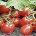 Tomaatti Trans Rio kuvaus, lajikkeen ominaisuudet ja viljely