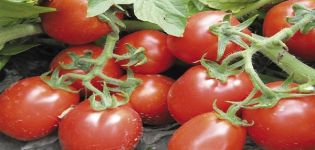 Opis pomidora Trans Rio, właściwości i uprawa odmiany