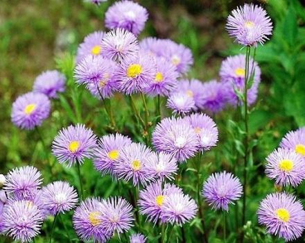 Rules for planting and caring for erigeron, description of popular varieties