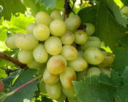 Bogatyanovsky vynuogių veislės aprašymas ir savybės, pranašumai ir trūkumai, auginimo taisyklės