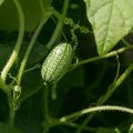 Kuvaus Melotria-karkeasta (hiiren meloni), hyödyistä ja haitoista, erityisesti viljelystä ja hoidosta