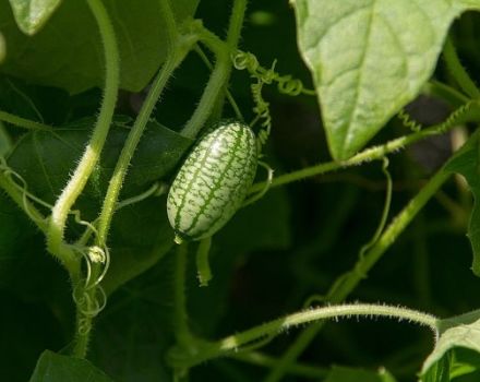 Kuvaus Melotria-karkeasta (hiiren meloni), hyödyistä ja haitoista, erityisesti viljelystä ja hoidosta