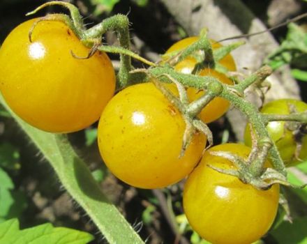 Descrizione della varietà di pomodoro Dean e delle sue caratteristiche