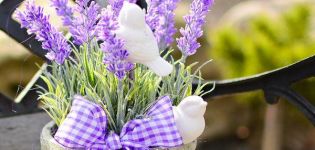 Nuttige eigenschappen en contra-indicaties van lavendel voor het lichaam, toepassingskenmerken