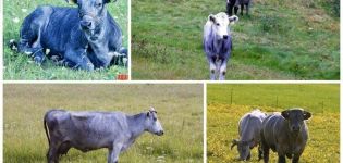 Beskrivelse og karakteristika for køer af den lettiske blå race, deres indhold
