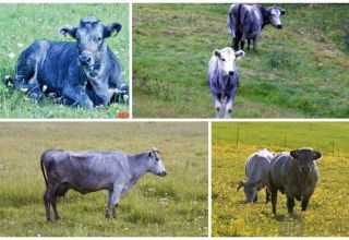 Descripció i característiques de les vaques de la raça blava letona, el seu contingut