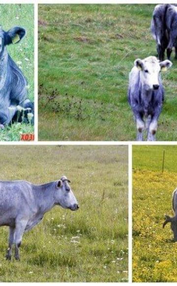 Latvian sinisen rodun lehmien kuvaus ja ominaisuudet, niiden sisältö