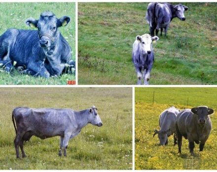 Evde bir inek nasıl düzgün beslenir, bir gün ve bir yıl boyunca rasyon normları