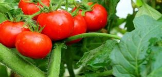 Charakteristika a popis odrůdy rajčat Exploze, její výnos