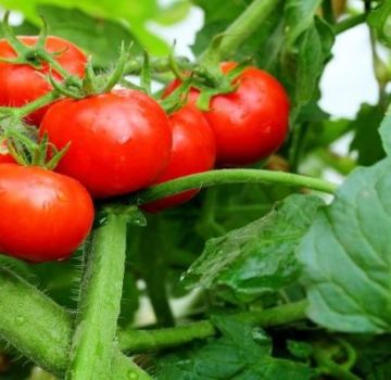 Characteristics and description of the tomato variety Explosion, its yield
