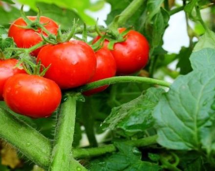 Tomaattilajikkeen ominaisuudet ja kuvaus Räjähdys, sen sato