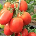 Beschrijving en kenmerken van de tomatenvariëteit De zoetheid van kinderen, de opbrengst