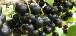 Description and characteristics of the Golubka currant variety, planting and care