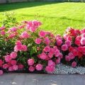 Descripció de varietats de roses de frontera, plantació, cultiu i cura al jardí