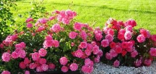 Opis odrôd hraničnej ruže, výsadby, pestovania a starostlivosti o záhradu