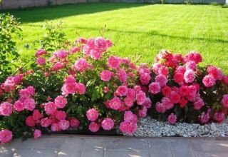 Beschreibung der Sorten von Border Rosen, Pflanzen, Wachsen und Pflegen im Garten