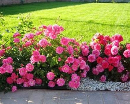 Descripción de variedades de rosas fronterizas, plantación, cultivo y cuidado en el jardín.