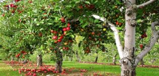 Beskrivelse og egenskaber ved Lobo æbletræer, sorter, plantning og pleje