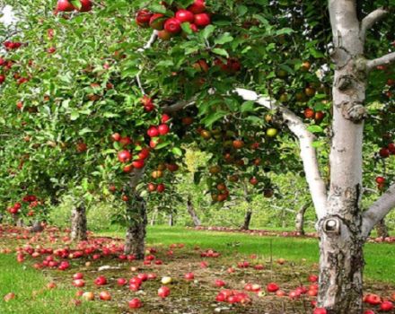 وصف وخصائص أشجار تفاح لوبو وأصنافها وزراعتها ورعايتها