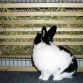 Afmetingen en tekeningen van de 10 beste soorten konijnenvoeders