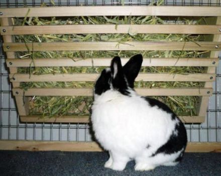 Rozmery a výkresy 10 najlepších druhov kŕmnych králikov