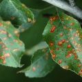 Ursachen für das Auftreten brauner Flecken auf den Blättern eines Apfelbaums und wie die Krankheit zu behandeln ist