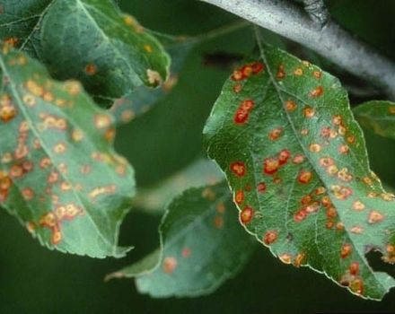 Przyczyny pojawienia się brązowych plam na liściach jabłoni i sposoby leczenia choroby