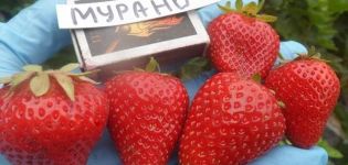 Beskrivelse og egenskaber ved Murano jordbær, dyrkning og reproduktion