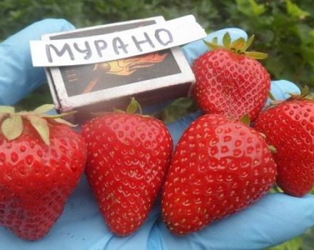 Murano-mansikoiden kuvaus ja ominaisuudet, viljely ja lisääntyminen