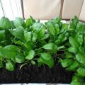 How to grow sorrel at home on a windowsill from seeds and rhizomes, preparation of planting material and care of the crop