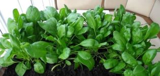 Πώς να καλλιεργήσετε οξαλίδα στο σπίτι σε περβάζι από σπόρους και ριζώματα, προετοιμασία υλικού φύτευσης και φροντίδα καλλιεργειών