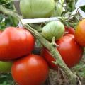 Descrizione della varietà di pomodoro Lev Tolstoy, caratteristiche della tecnologia agricola