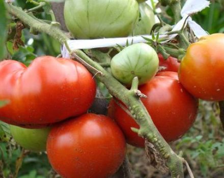 Descrizione della varietà di pomodoro Lev Tolstoy, caratteristiche della tecnologia agricola