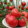 Características y descripción de la variedad de tomate Raspberry Sunset