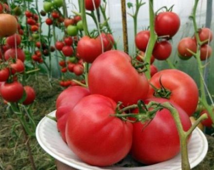 Χαρακτηριστικά και περιγραφή της ποικιλίας ντομάτας Raspberry Sunset