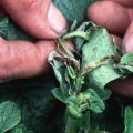 Biện pháp bảo quản sâu bướm khoai tây