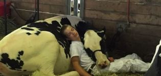 How and in what position do cows sleep, how long they rest and the impact on health