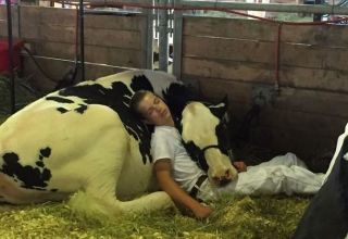 Kaip ir kokioje padėtyje karvės miega, kiek laiko jos ilsisi ir koks poveikis sveikatai