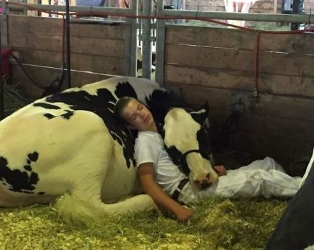كيف وفي أي وضع تنام الأبقار ، وكم من الوقت تستريح وتأثير ذلك على الصحة