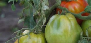 Descripción y características de la variedad ultra temprana de tomate Raja