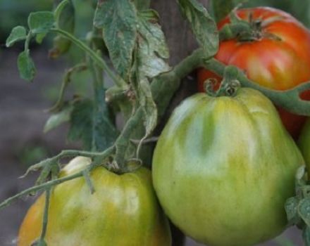 Beschrijving en kenmerken van de ultra-vroege variëteit van Raja-tomaten