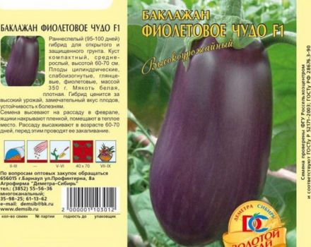 Popis odrůdy lilku Fialový zázrak, vlastnosti kultivace a péče
