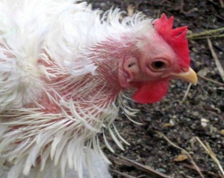 Hvordan man hurtigt slipper af med fjer i kyllinger derhjemme, retsmidler til behandling
