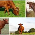 Descripción y características de las vacas de la raza Krasnogorbatov, su contenido.