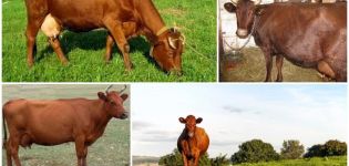 Beschreibung und Eigenschaften der Kühe der Krasnogorbatov-Rasse, deren Inhalt
