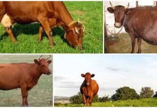 Beschreibung und Eigenschaften der Kühe der Krasnogorbatov-Rasse, deren Inhalt